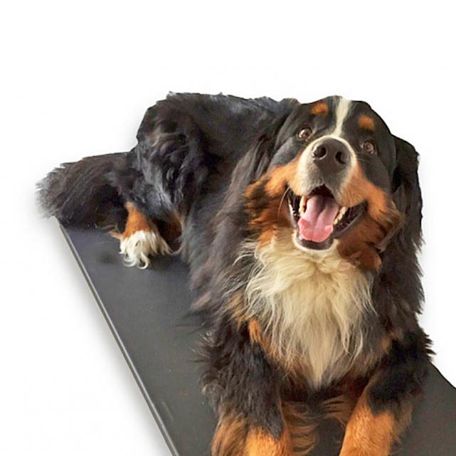 HOT DOG: waterproof heating platform for dog kennels
